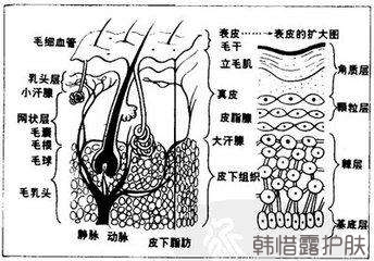 祛痘常識之皮膚基本結構