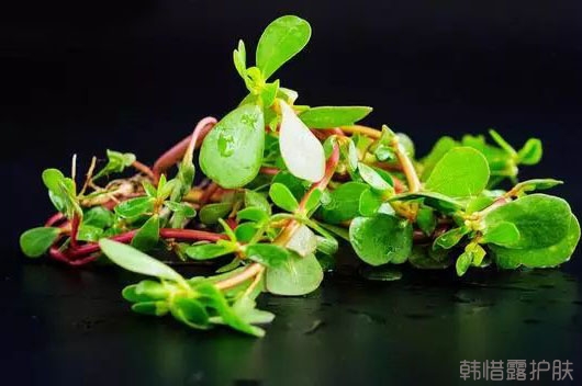 祛痘好菜，馬齒莧