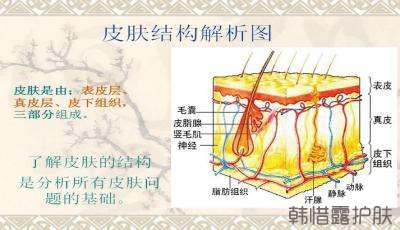 祛痘常識之皮膚基本結構